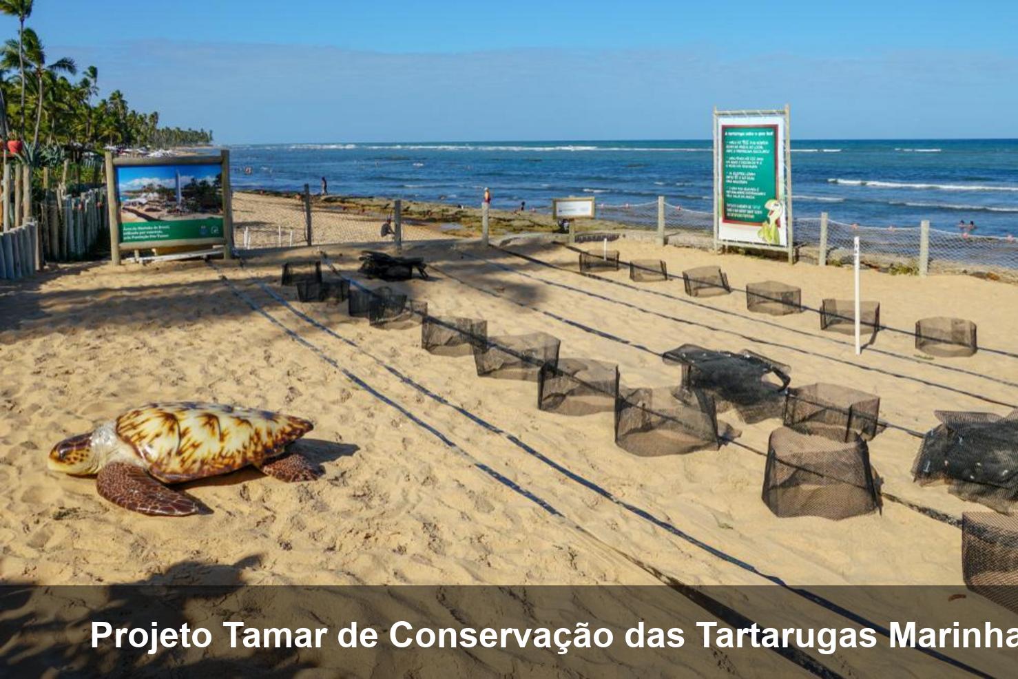 Projeto Tamar de Conservação das Tartarugas Marinhas (Projeto Tamar Florianópolis)