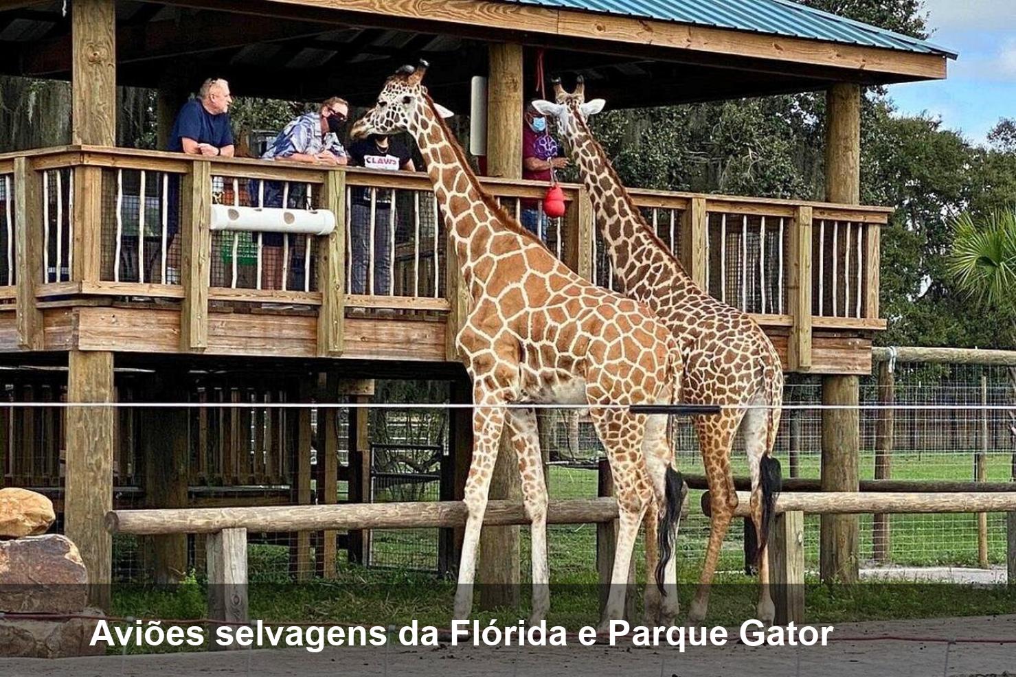 Aviões selvagens da Flórida e Parque Gator