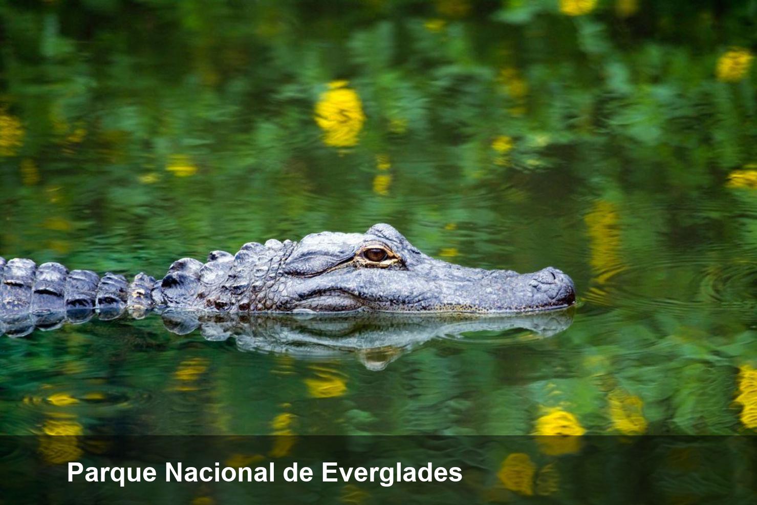 Parque Nacional de Everglades