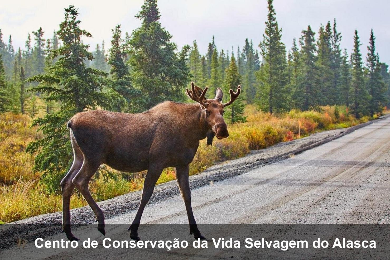 Centro de Conservação da Vida Selvagem do Alasca