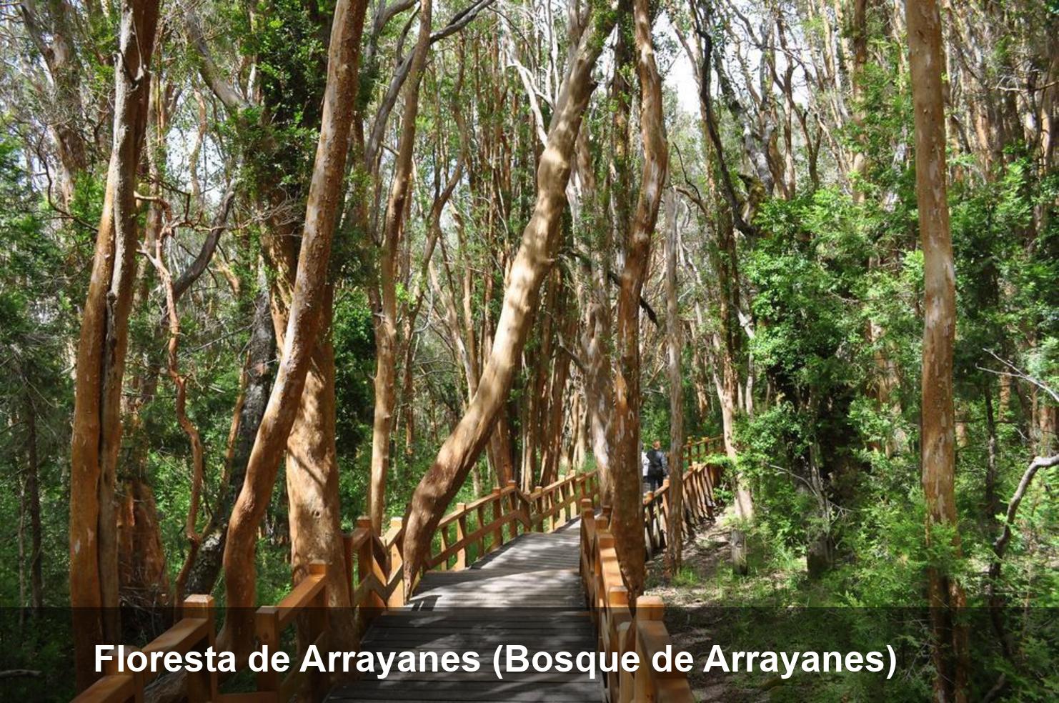 Floresta de Arrayanes (Bosque de Arrayanes)
