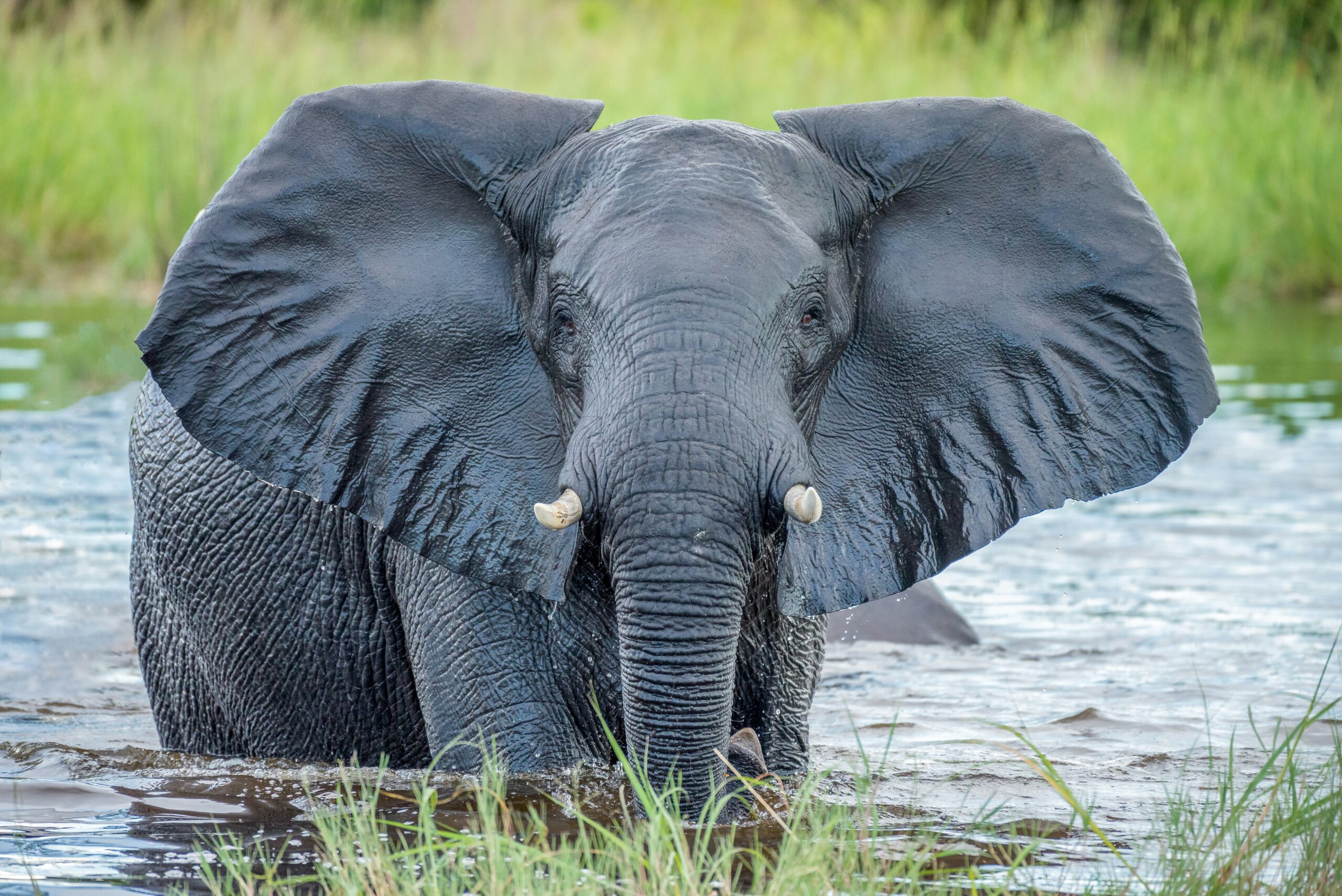 Explorando Botsuana: Aventuras na Joia da África