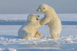Descubra as Maravilhas do Alasca: Natureza Selvagem e Aventura Inesquecível